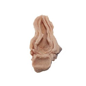modello anatomico di esofago