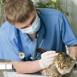 otoscopio veterinario video 1