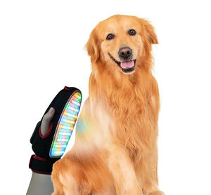 laser per fotostimolazione veterinaria per animali domestici