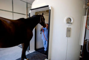 cabina iperbarica veterinaria per cavalli