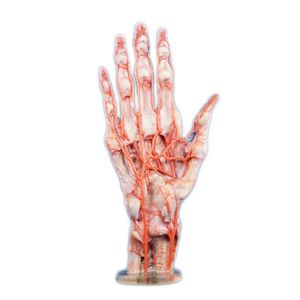 modello anatomico di mano