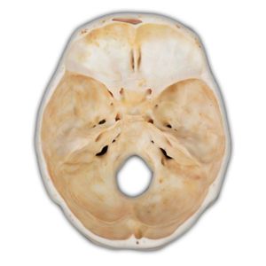 modello anatomico di cranio