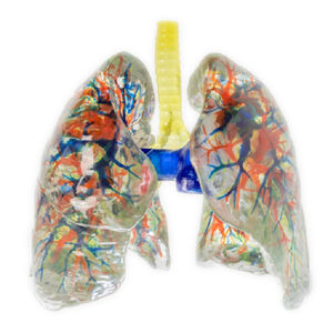modello anatomico di polmone