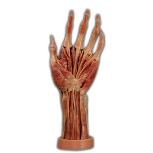 modello anatomico di mano 1