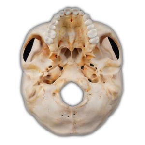 modello anatomico di cranio 1
