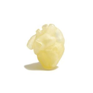 modello anatomico di cuore