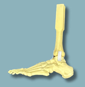 modello anatomico di piede