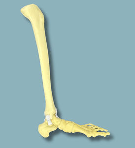 modello anatomico di piede