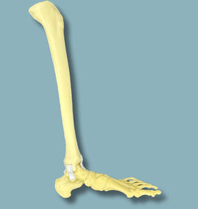 modello anatomico di piede