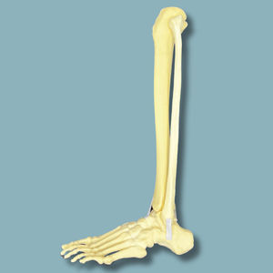 modello anatomico di piede