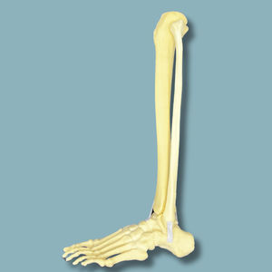 modello anatomico di piede