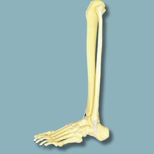 modello anatomico di piede