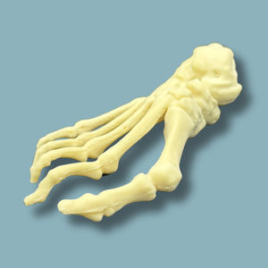 modello anatomico di piede