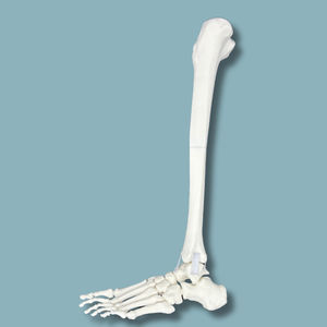 modello anatomico di piede