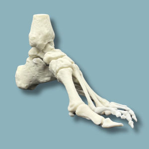 modello anatomico di piede