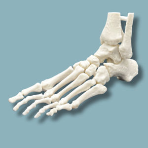 modello anatomico di piede