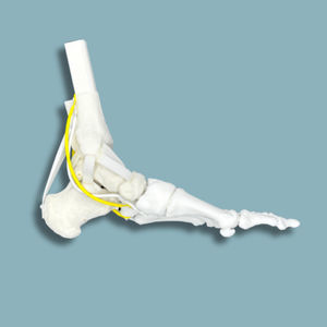 modello anatomico di piede