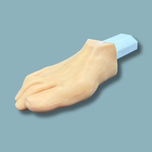 modello anatomico della pelle