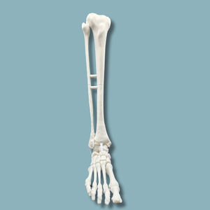 modello anatomico di piede