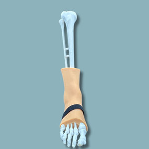 modello anatomico della pelle