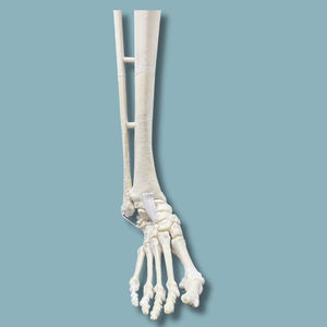 modello anatomico di tibia