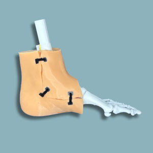 modello anatomico di pelle