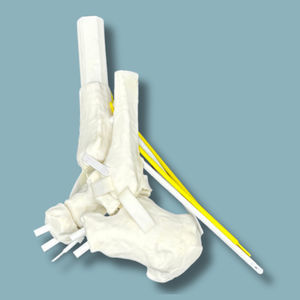 modello anatomico di caviglia