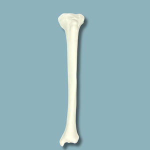 modello anatomico di tibia