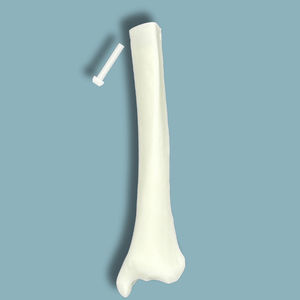 modello anatomico di tibia