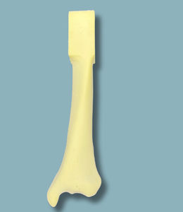 modello anatomico di tibia
