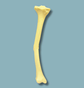 modello anatomico di tibia