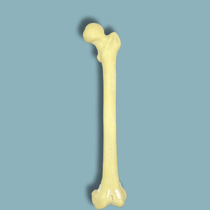 modello anatomico di femore