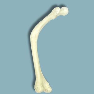 modello anatomico di femore