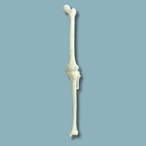 modello anatomico per ginocchio