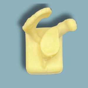 modello anatomico di scapola