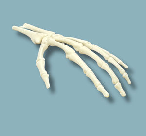 modello anatomico di mano