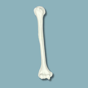 modello anatomico di omero