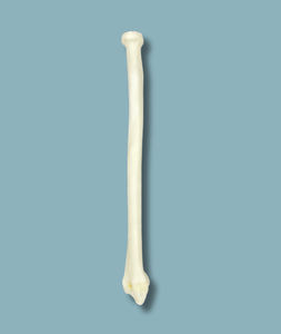 modello anatomico di radio