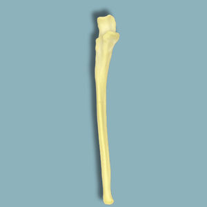 modello anatomico per ulna