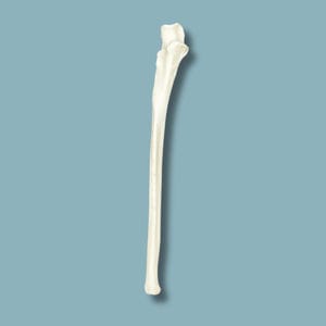 modello anatomico per ulna