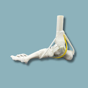 modello anatomico di piede