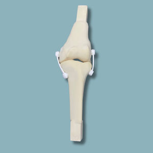 modello anatomico per ginocchio