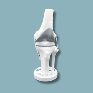 modello anatomico per ginocchio