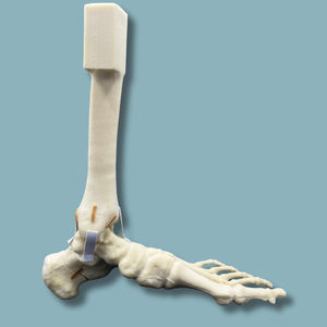 modello anatomico di piede