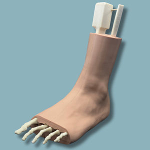 modello anatomico di pelle