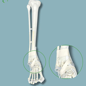 modello anatomico di tibia