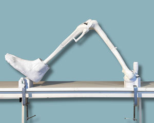 modello anatomico per ginocchio