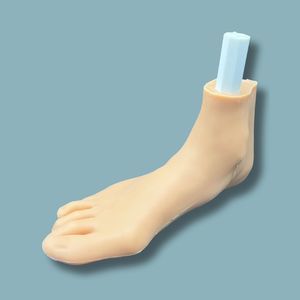 modello anatomico di piede