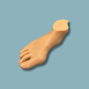 modello anatomico osseo