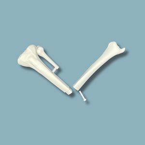modello anatomico di tibia